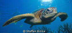 Green Seaturtle by Steffen Binke 